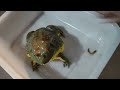 live feeding 大大非洲牛蛙吃老鼠 big african bullfrog eating mouse