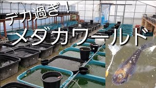 【メダカ屋訪問】メダカワールドに行ってみた！埼玉最高峰のメダカ屋！！