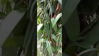 Vanilla harvest 🍮☕🌾🌾😊😊