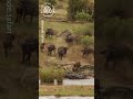 Buffalo Herd Save Baby from Lion Attack 🦁🦁 World Wild Web #wildlife #shorts #lion