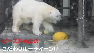 【しろくまピース】ピースちゃんのこだわりルーティーン♪　2021/9/14　 とべ動物園