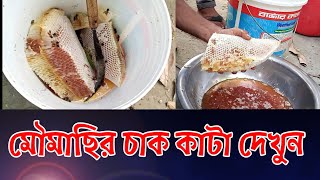 মৌচাক থেকে মধু সংগ্রহ করা।। Mouchak theke modhu songroho kora