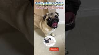 【パグ走り-1】パグ走りの神が今日も見せます。God of Pug Running.