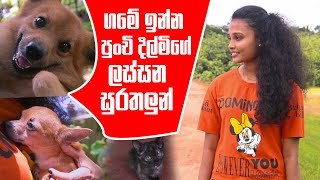 ගමේ ඉන්න පුංචි දිල්මිගේ ලස්සන සුරතලුන් | Pet Talk