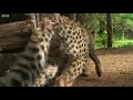 Cheetah Cub Attacked By Vicious Warthog  BBC Earth
