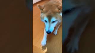 柴犬福 帰った瞬間のお出迎え柴犬🤣 Fast welcome🤣#shorts #shibainu #柴犬 #tiktok #funny #댕댕이 #mostfunny #shiba #かわいい犬