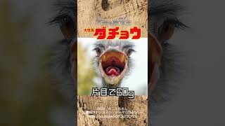 体は最強、頭脳は最弱！その名は...ダチョウ