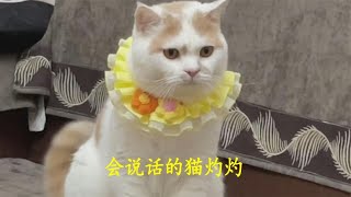 一只会说话的猫——灼灼，可以和铲屎官无障碍交流