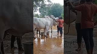 కుందూరు రాంభూపాల్ రెడ్డి వారి సీనియర్ జత #shorts #bulls #trending @villagebullrace3292