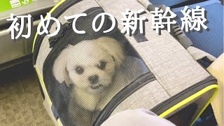 愛犬マルペキと電車と新幹線に乗って田舎の実家に行きました【マルチーズ×ペキニーズ】