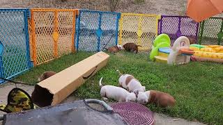 AKC STAFFORDSHIRE BULL TERRIER PUPPIES, DAY 40