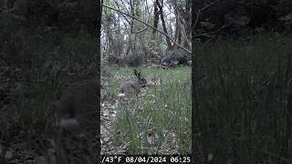 lepre ripresa con ft XTU SV 32YW #fototrappola #trailcam #lepre #animali #shorts