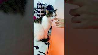 โมเมนต์ตลกๆ ของแมว #shorts  #foryou #funny #today #cat #todays #pets #knowtoday #cute