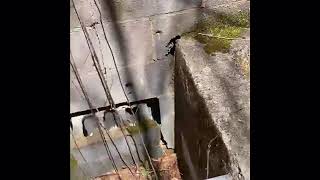 Spring Feed Refrigerator And Water Cistern