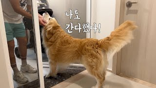 [K-dog life🇰🇷] Retriever's Reaction After Seeing the Owner Head Out with a Baby