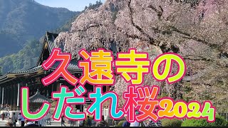 【身延山】久遠寺のしだれ桜 2024【身延町】