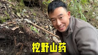 出发挖野山药，原谅我这没见过世面的样子，实在太兴奋了！【王不二】