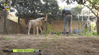 SADIK DOSTLAR/İZMİR-VİLLADA KANGAL BESLEMEK