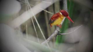 Oriental Dwarf Kingfisher.mov