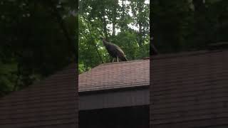 Turkey on the roof!