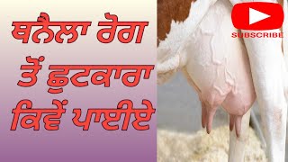 ਥਨੈਲਾ ਰੋਗ ਪਸ਼ੂ ਲਈ ਜਾਨਲੇਵਾ ਵੀ ਹੋ ਸਕਦਾ treatment of mastitis in cows