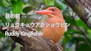 【目の前】リュウキュウアカショウビン  Ruddy Kingfisher