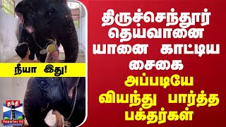 திருச்செந்தூர் தெய்வானை யானை காட்டிய சைகை... அப்படியே வியந்து பார்த்த பக்தர்கள்