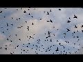 2024年10月26日　千葉東連盟　名取300㎞　放鳩動画 pigeon racing japan