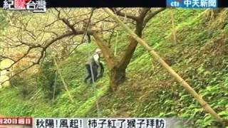 紀錄台灣2011.02.20》用鏡頭認識獼猴