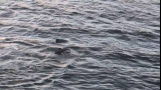 Harbour Porpoise off West Vancouver, October 2016