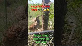 বন মুরগির পোকা খাবার দৃশ্য ।। বন্য মুরগির গাছের থেকে পোকা খাবার দৃশ্য 🐦‍⬛🐦‍⬛🥰♥️♥️ wild birds