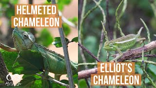 Elliot's Chameleon (Trioceros ellioti) \u0026 Helmeted Chameleon (Trioceros hoehnelii) | Herping Uganda