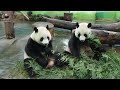 20221015 圓寶好大的膽子竟然搶媽媽手中竹葉！？ the giant panda yuan bao and yuan yuan