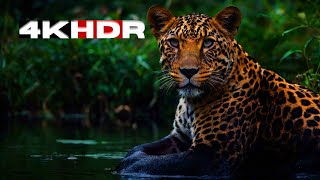 4k video ultra hd HDR 60 fps Famous animals