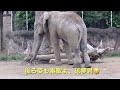 大人気アフリカゾウの砥夢君🐘