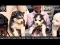 puppy market dog show bathinda 2025 road side puppy market dog show bathinda 2025