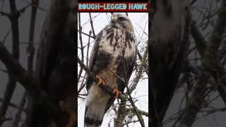 Animal vol:248 - Dangerous animals_rough-legged hawk #shorts