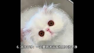 夏季自己给猫洗澡需要注意什么呢？#萌宠出道计划 #猫咪