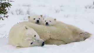 Habitats for Kids Learn all about deserts, forests, grasslands, mountains, and more online video c