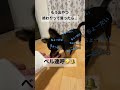 かわいい犬 ロングコートチワワのウルくん【おやつ終わり！って言われたチワワの反応が可愛すぎた♥】