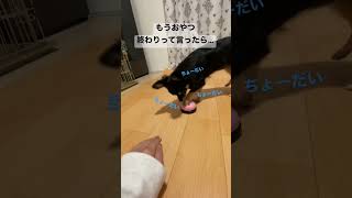 かわいい犬|ロングコートチワワのウルくん【おやつ終わり！って言われたチワワの反応が可愛すぎた♥】