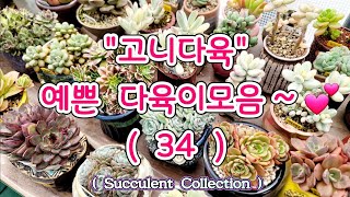 [고니다육] 예쁜 #다육이모음 (34) #succulentcollecrion #succulentgarden #succulentalbum