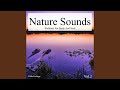 Wind In Corn Field - Sound With Besides Noise
