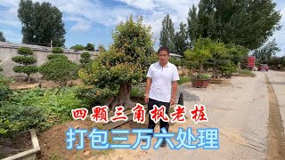 三角枫也叫元宝枫，四颗老桩打包处理36000，卖出了柴火价