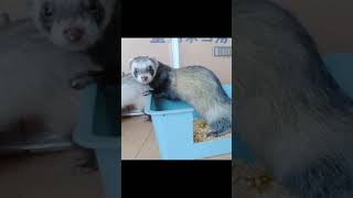 フェレットのドヤ顔トイレ　ferret!!! Ferrets go to the bathroom.