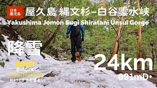 【日本・鹿児島】屋久島、縄文杉と白谷雲水峡を巡ってみた。もののけ姫のモデルの森。冬の縄文杉は雪に覆われていた。Yakushima, Jomon Sugi, Shiratani Unsui Gorge