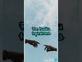 Winky d DAI**lyrics
