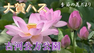 古河公方公園の大賀ハス見頃！ ～2000年の眠りから覚めた古代ハス～ 2022年7月7日 Beautiful Ancient Lotus : 古河総合公園 (公方公園) 茨城県古河市鴻巣 : 4K