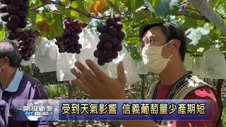 信義鄉葡萄夏果登場 農民堅持好品質 南投新聞