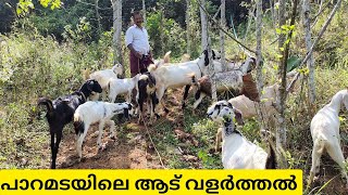 പാറമടയിലെ ആട് ഫാം,3000 രൂപ മുതൽ ആടുകളെ വാങ്ങാം|Goat sale in kerala|goat farming